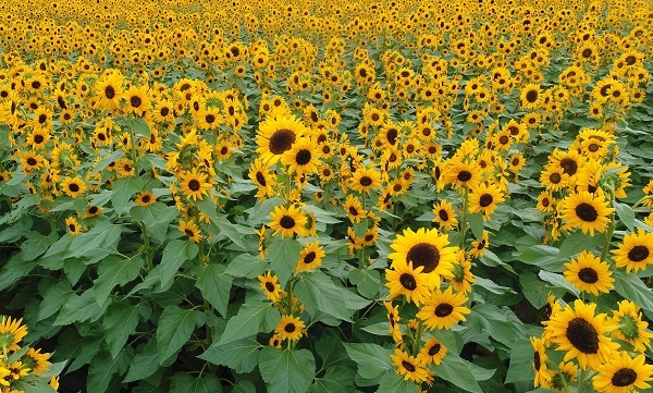 ひまわりコンサートベル®について | そうだタネまこう | 株式会社トーホク