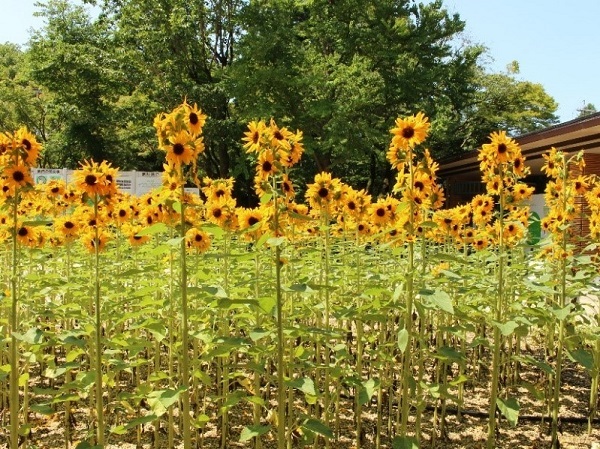 ひまわりコンサートベル®について | そうだタネまこう | 株式会社トーホク