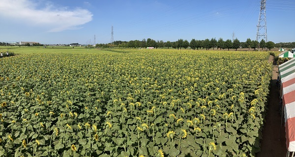 ひまわりコンサートベル®について | そうだタネまこう | 株式会社トーホク